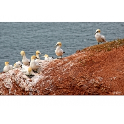 9 Tölpel auf Helgoland